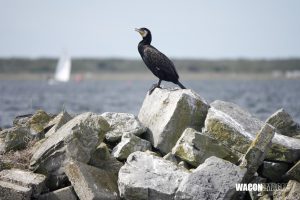 04-07-2025 ZEELAND:REGATTA:VEERE