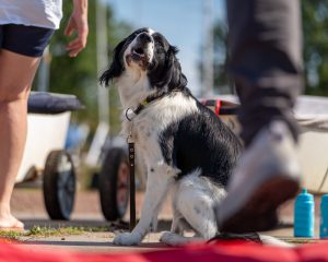 Zeeland-Regtta-@matthijs.photos-73