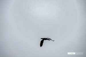 20250706z-regatta DSC4630