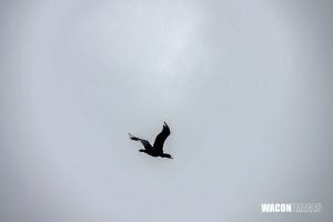 20250706z-regatta DSC4631