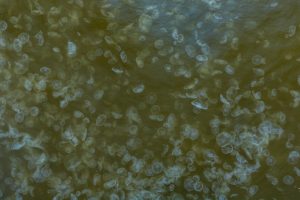 Zeeland-Regatta-2026-Drone-9